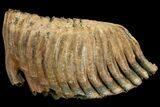 Palaeoloxodon (Mammoth Relative) Molar - Collector Quality! #137178-1